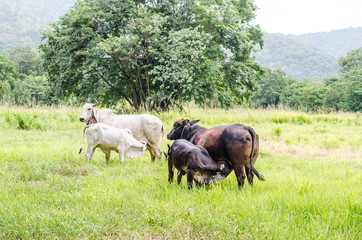 Fototapeta premium Cow black and white with young