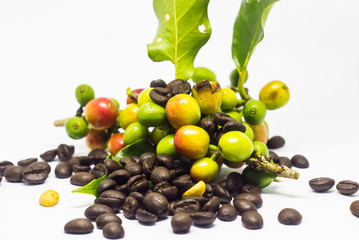 colourful of coffee beans.