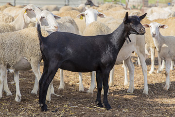 Obraz premium black goat