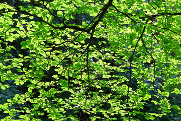 Forest leaves with back-lighting
