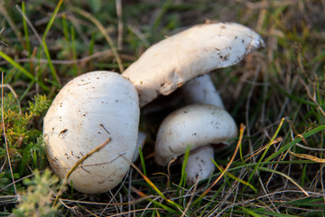 three mushrooms on the grass in the forest