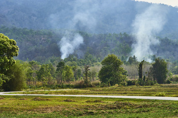 Obraz premium Environment pollution forest fire.