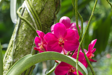 Beautiful Violet Orchid Flowers in the garden