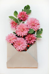 Bouquet of pink carnations in the envelope on a white background. Greeting card. Top view close-up.