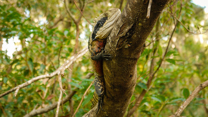 Fototapeta premium Wasseragam im Lane Cove Nationalpark, Sydney in Australien