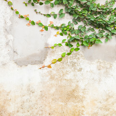 Ivy leaves the island on a brick wall white background.