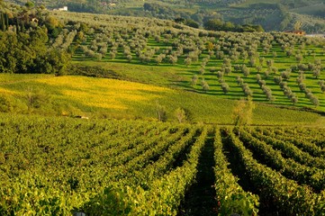 Fototapeta na wymiar beautiful view of tuscany countryside in autumn. italy.