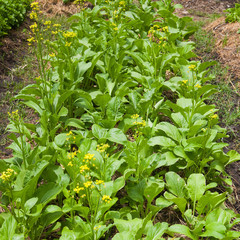 Chinese Cabbage-PAI TSAI or Brassica chinensis Jusl var parachin