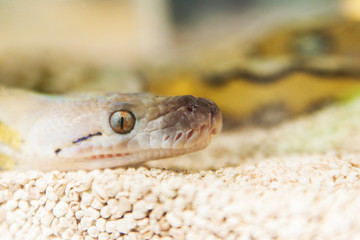 Albino python snake wiggle with head watching