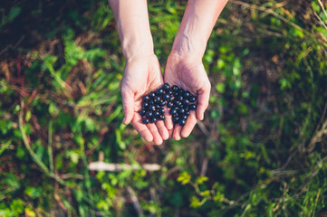 Female hands with black currants © LoloStock