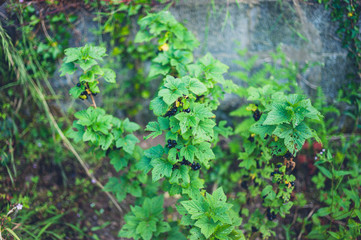 Obraz premium Black currant bush in garden