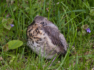Baby blackbird sitting in grass