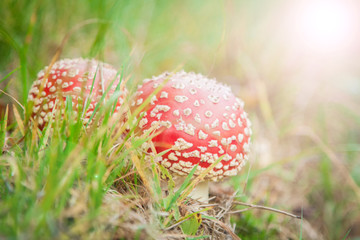 mushroom amanita photo, fly agaric, forest mushroom, poison mushroom, mushroom background, toxic mushroom, amanita mushroom, mushroom photo, fungus photo