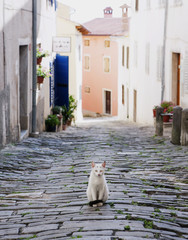 欧州路地裏の猫