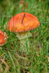 mushroom amanita photo, fly agaric, forest mushroom, poison mushroom, mushroom background, toxic mushroom, amanita mushroom, mushroom photo, fungus photo