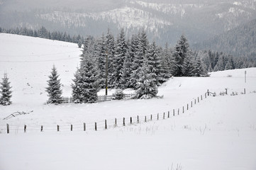 Fairy winter landscape with fir trees