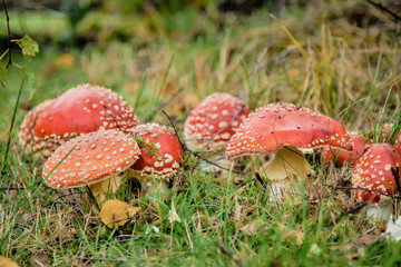 mushroom amanita photo, fly agaric, forest mushroom, poison mushroom, mushroom background, toxic mushroom, amanita mushroom, mushroom photo, fungus photo
