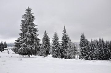 Naklejka premium Fairy winter landscape with fir trees