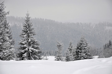 Fairy winter landscape with fir trees