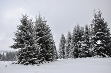 Fototapeta premium Fairy winter landscape with fir trees