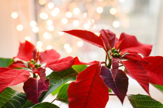 christmas flower poinsettia indoor on defocused lights background space for text