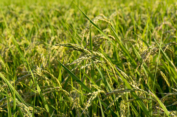 Japanese countryside