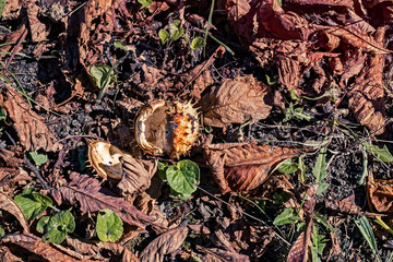 Chestnut leaves and shells in the grass, top view.