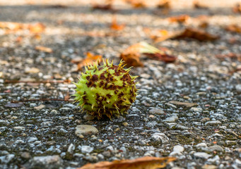 Chestnut with spiky outer shell on path in park close-up