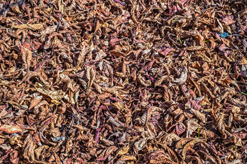 Chestnut leaves and shells, top view background