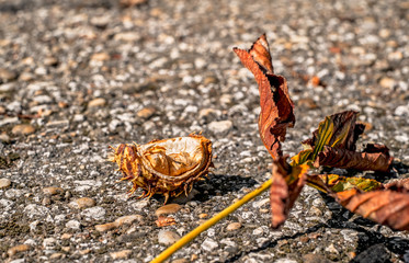 Chestnut with spiky outer shell on path in park, closeup view