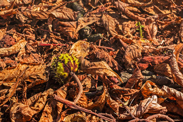 Chestnuts in leaves on the ground