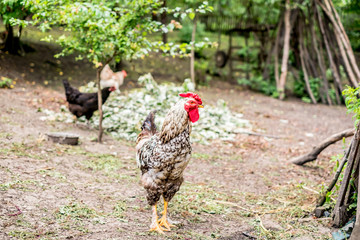 Cock outdoors in the countryside, walking in the field