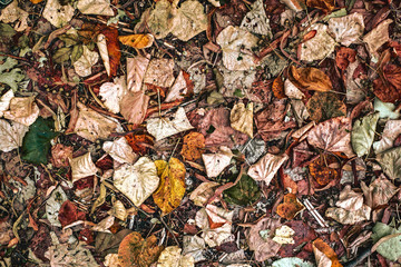 Colorful autumn background top view