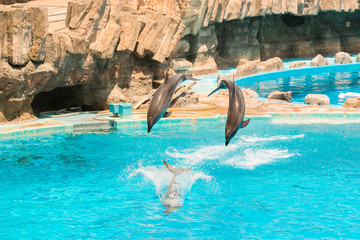 A group of bottlenose dolphins performing a jump over water.