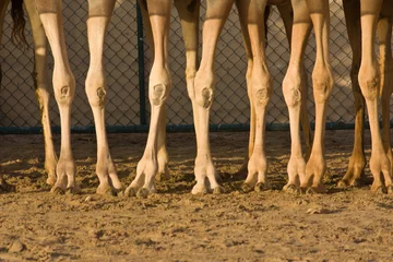 Photo sur Plexiglas Chameau Jambes de chameau