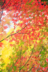 もみじのグラデーション