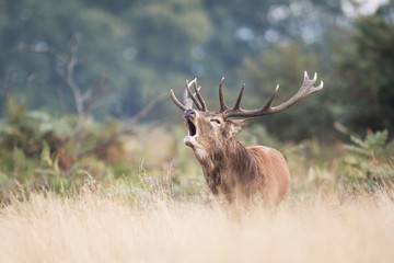 Fototapeta premium Red Deer, Deers, Cervus elaphus - Rut time.
