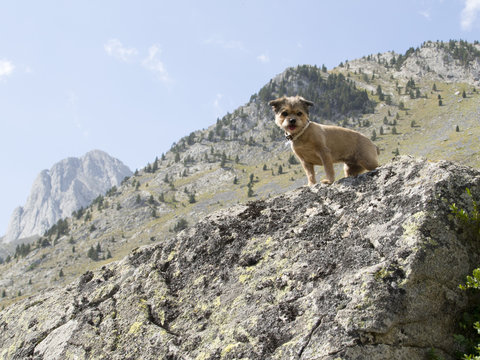 Perro subido en una roca en la monta&ntilde;a, Huesca, Espa&ntilde;a