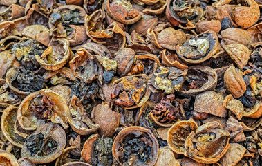 Cracked nuts rotten with mold, closeup view.