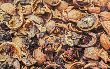 Cracked nuts rotten with mold