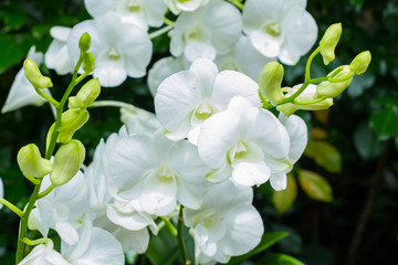 Beautiful white Orchid Flowers in the garden