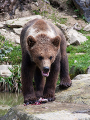 Brown bear with open mouth