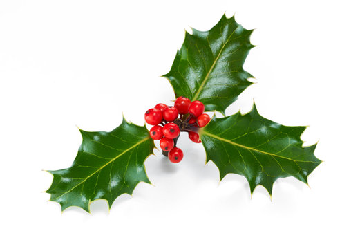 A sprig of Christmas holly and red berries isolated on a white background
