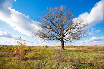 Autumn landscape with orange  oak tree in the field.  nature -   in  sunny . Picturesque  view of  .   in sunlight