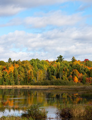 Colorful trees in northern Ontario