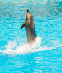 A group of bottlenose dolphins performing a tail stand