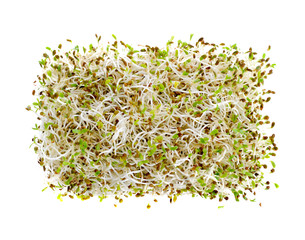 Sprouted alfalfa seeds isolated on a white background