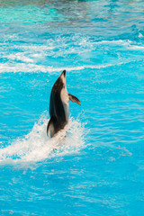 Obraz premium A group of bottlenose dolphins performing a tail stand