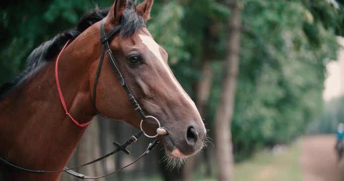 thoroughbred race horse brown close-up face ,slow motion