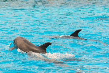 A group of bottlenose dolphins performing a swimming in the pool